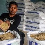 Bapanas: Program SPHP kedelai terukur, jaga usaha perajin tahu tempe